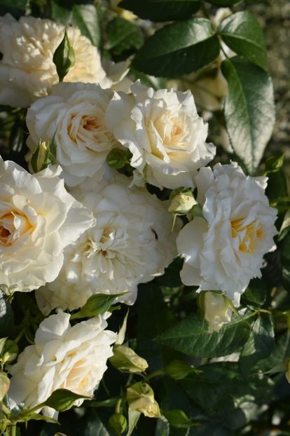  - TRANDAFIRI PRIMAVARA 2018 I