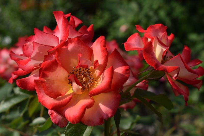  - TRANDAFIRI PRIMAVARA 2018 I