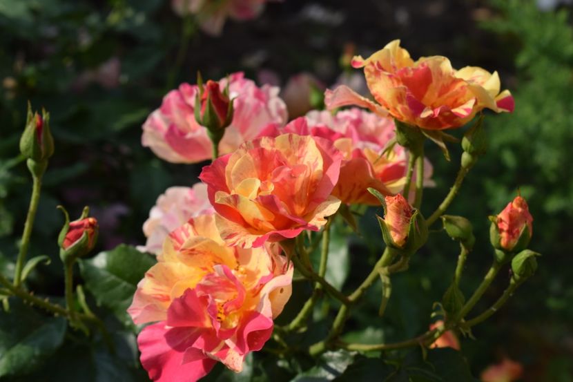  - TRANDAFIRI PRIMAVARA 2018 I