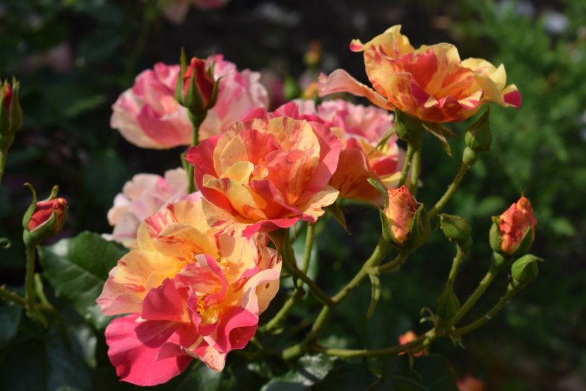  - TRANDAFIRI PRIMAVARA 2018 I