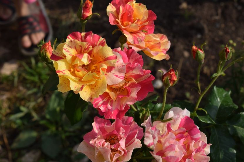  - TRANDAFIRI PRIMAVARA 2018 I