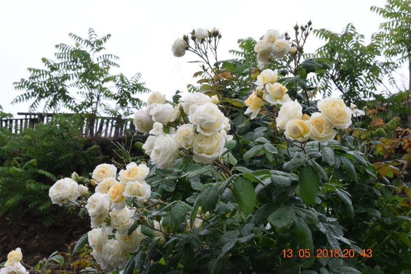  - TRANDAFIRI PRIMAVARA 2018 I