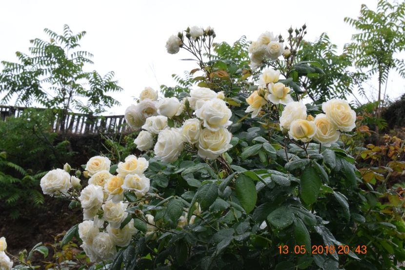  - TRANDAFIRI PRIMAVARA 2018 I