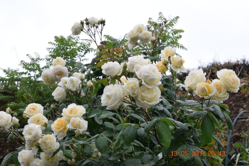  - TRANDAFIRI PRIMAVARA 2018 I