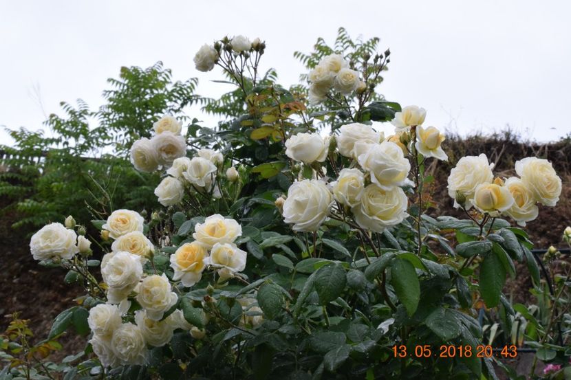  - TRANDAFIRI PRIMAVARA 2018 I