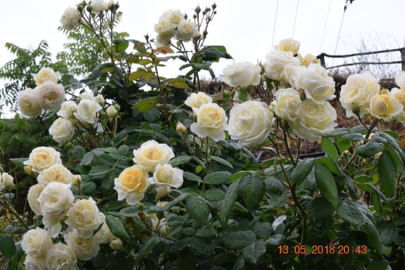  - TRANDAFIRI PRIMAVARA 2018 I