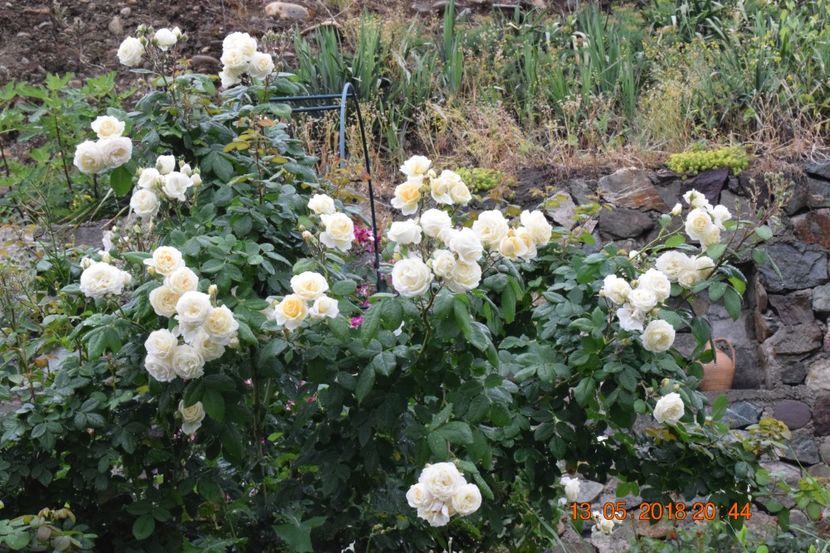  - TRANDAFIRI PRIMAVARA 2018 I