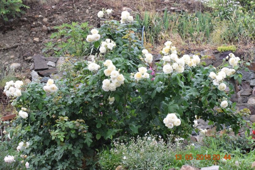  - TRANDAFIRI PRIMAVARA 2018 I