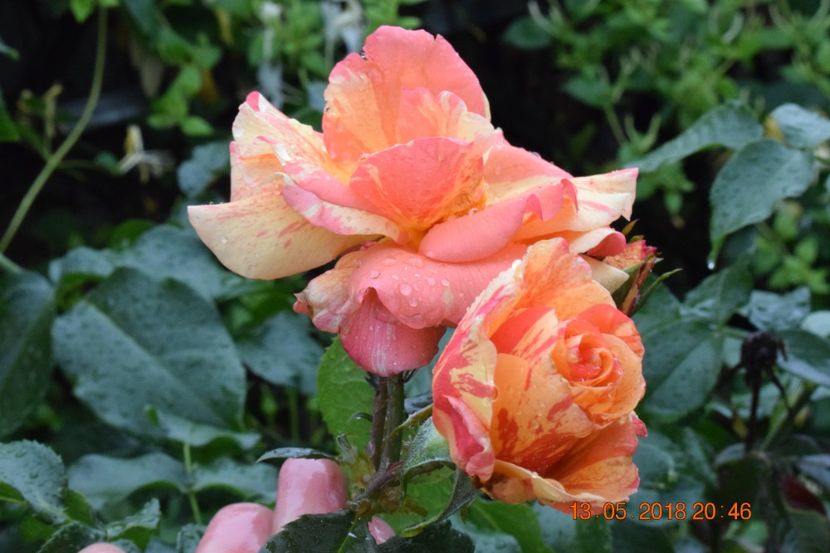  - TRANDAFIRI PRIMAVARA 2018 I