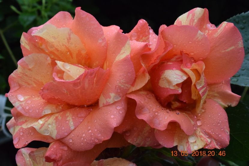  - TRANDAFIRI PRIMAVARA 2018 I