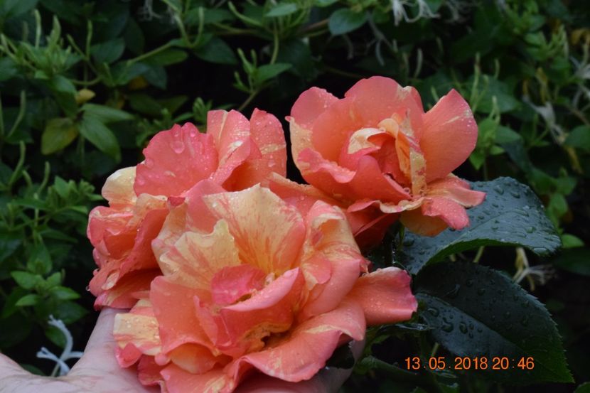  - TRANDAFIRI PRIMAVARA 2018 I