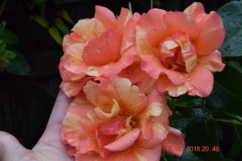  - TRANDAFIRI PRIMAVARA 2018 I