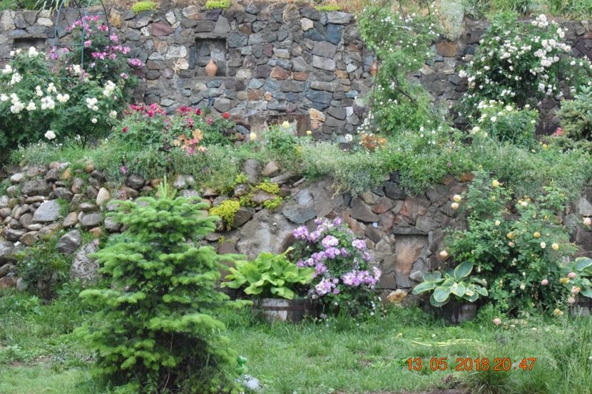  - TRANDAFIRI PRIMAVARA 2018 I