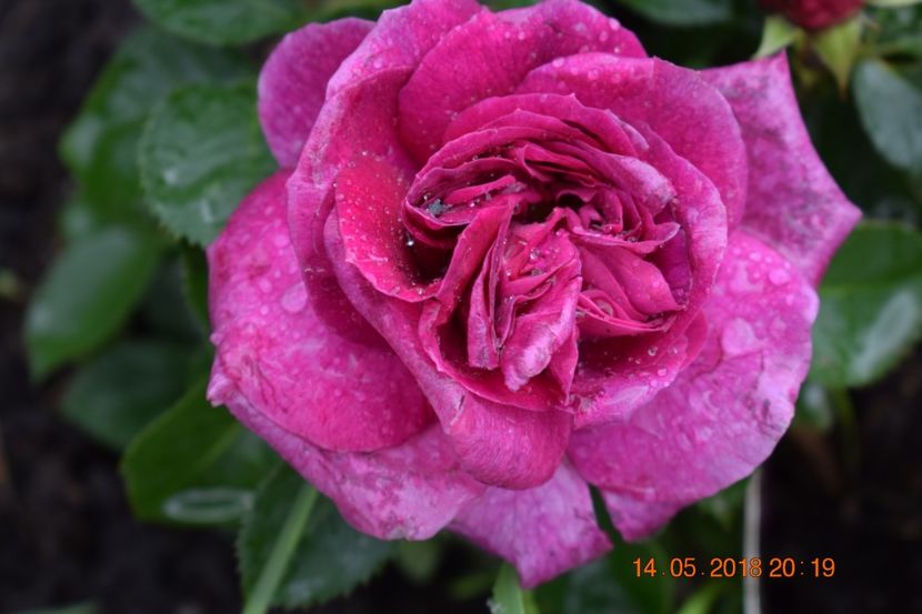  - TRANDAFIRI PRIMAVARA 2018 I