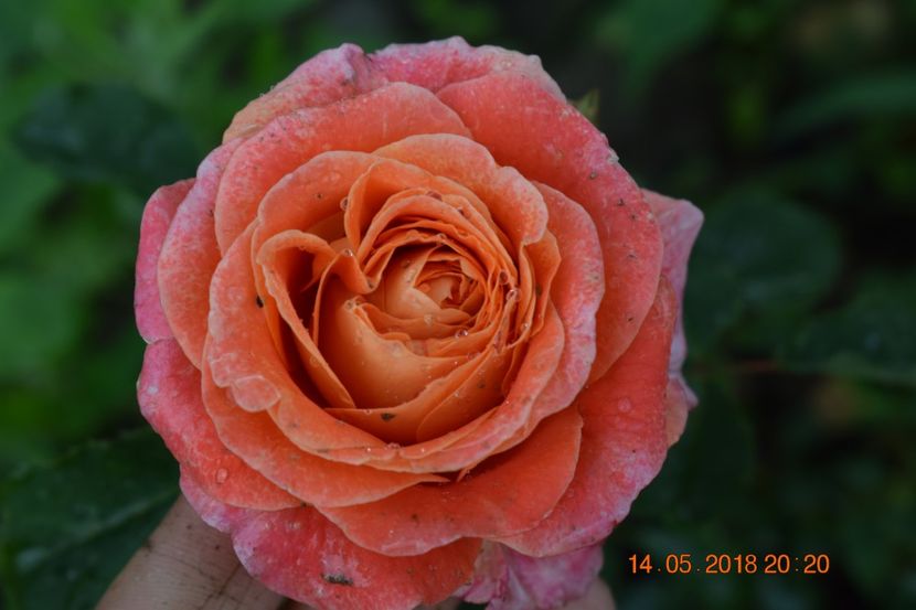  - TRANDAFIRI PRIMAVARA 2018 I