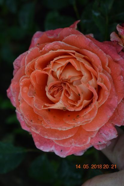  - TRANDAFIRI PRIMAVARA 2018 I