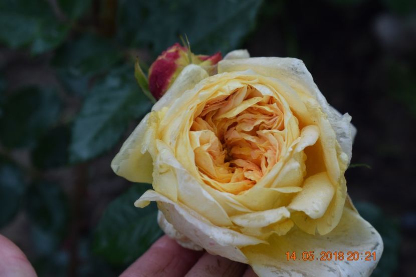  - TRANDAFIRI PRIMAVARA 2018 I