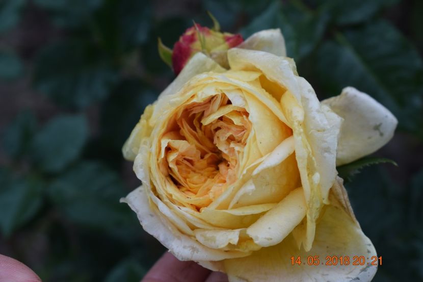  - TRANDAFIRI PRIMAVARA 2018 I