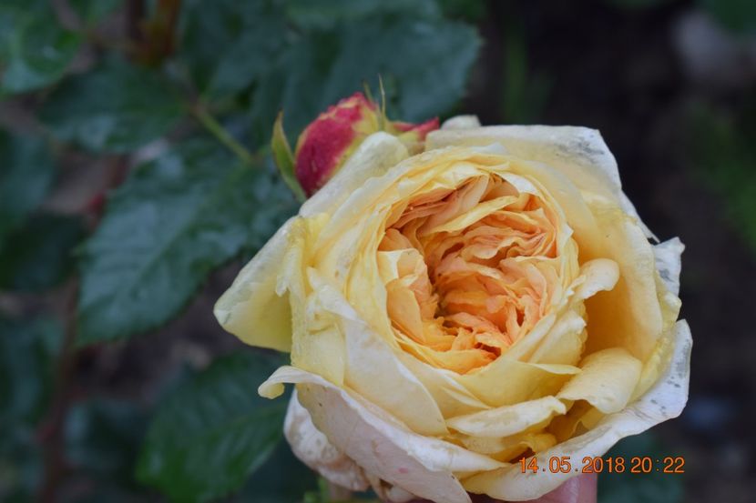  - TRANDAFIRI PRIMAVARA 2018 I