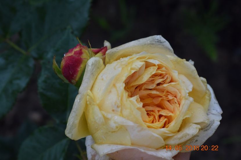  - TRANDAFIRI PRIMAVARA 2018 I