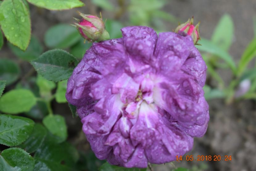  - TRANDAFIRI PRIMAVARA 2018 I