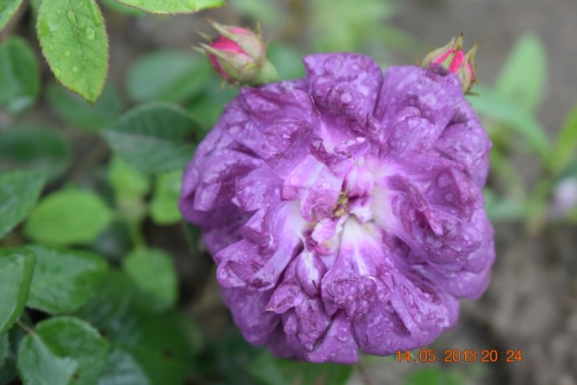  - TRANDAFIRI PRIMAVARA 2018 I