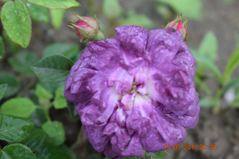  - TRANDAFIRI PRIMAVARA 2018 I