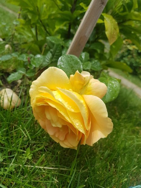 Candelight - Gradina mai 2018