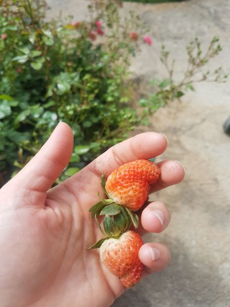 Primiii capsuni, nu chiar copti, culesi pt.pitici - Gradina mai 2018