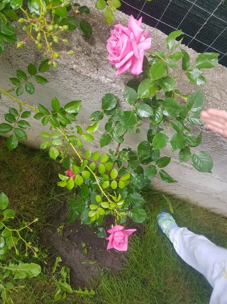 Necunoscut frumos - Gradina mai 2018