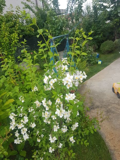 Philadelphus coronarius - Gradina mai 2018