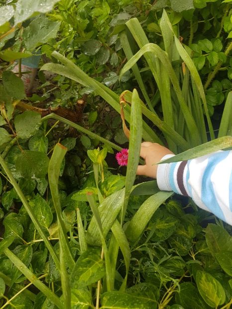 Hai in balansoar sa te bucuri de parfum - Gradina mai 2018