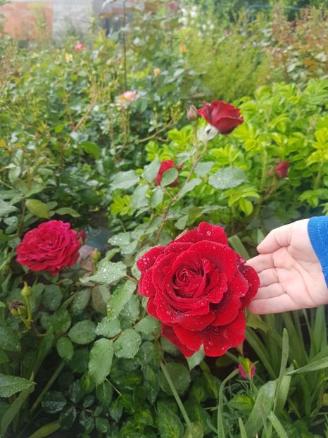 Don juan plouat - Gradina mai 2018