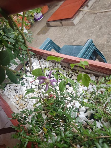 Primul clematis din gradina mea - Gradina mai 2018