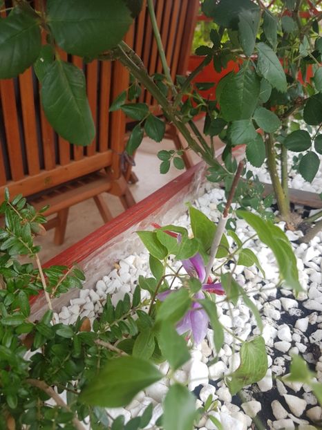 Cum s-o numi oare? - Gradina mai 2018