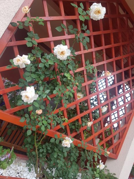 Crocus - Gradina mai 2018