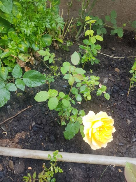 Primul butasel moulineau inflorit- disp. In toamna - Gradina mai 2018