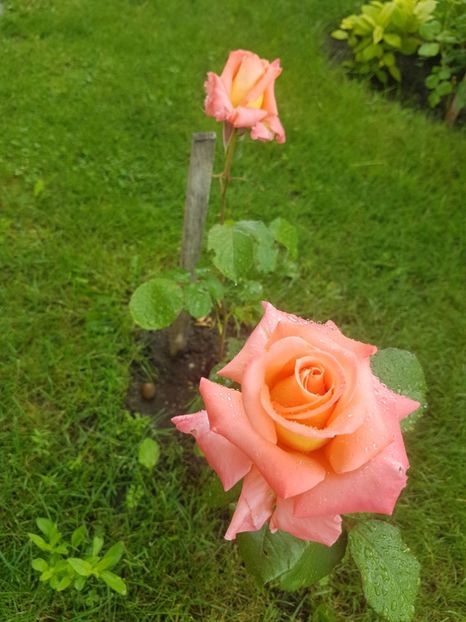 Un  necunoscut superb - Gradina mai 2018