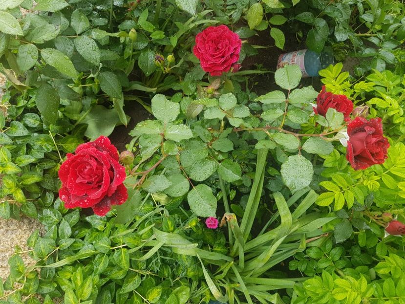 Don juan - Gradina mai 2018