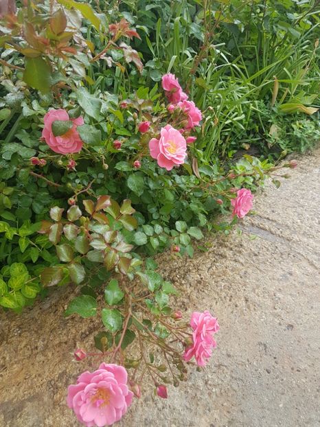 Showmee dansing - Gradina mai 2018