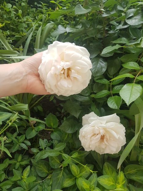 Uetersener klosterrose, primele flori mari la baza tufei - Gradina mai 2018