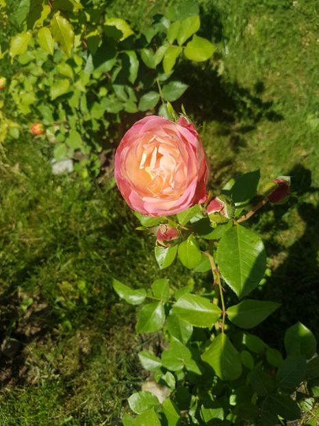 Acropolis, mutat in toamna - Gradina mai 2018