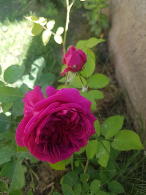 Wil.sh - Gradina mai 2018