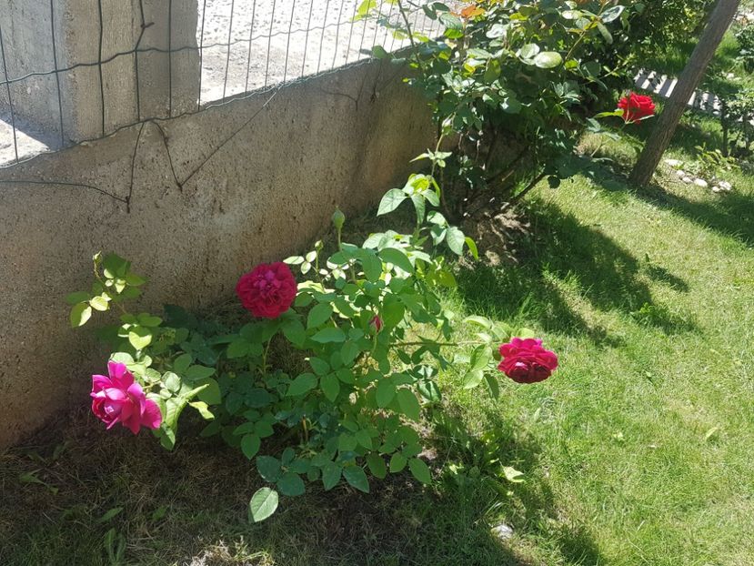 The Dark lady - Gradina mai 2018