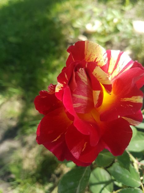  - Gradina mai 2018