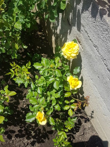  - Gradina mai 2018