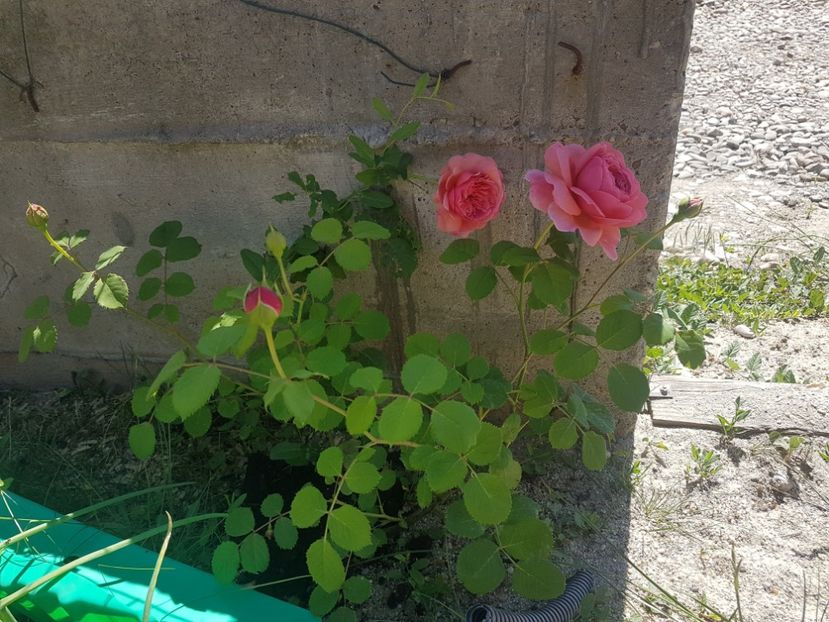  - Gradina mai 2018