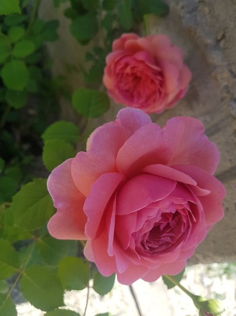 Princess Alexandra of Kent - Gradina mai 2018