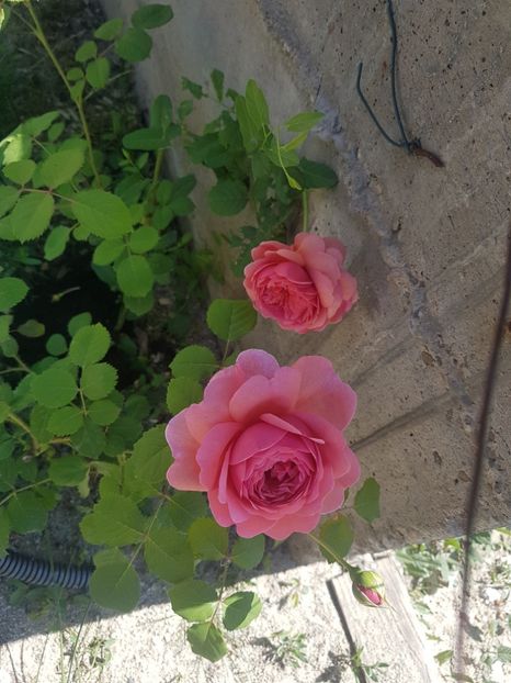  - Gradina mai 2018