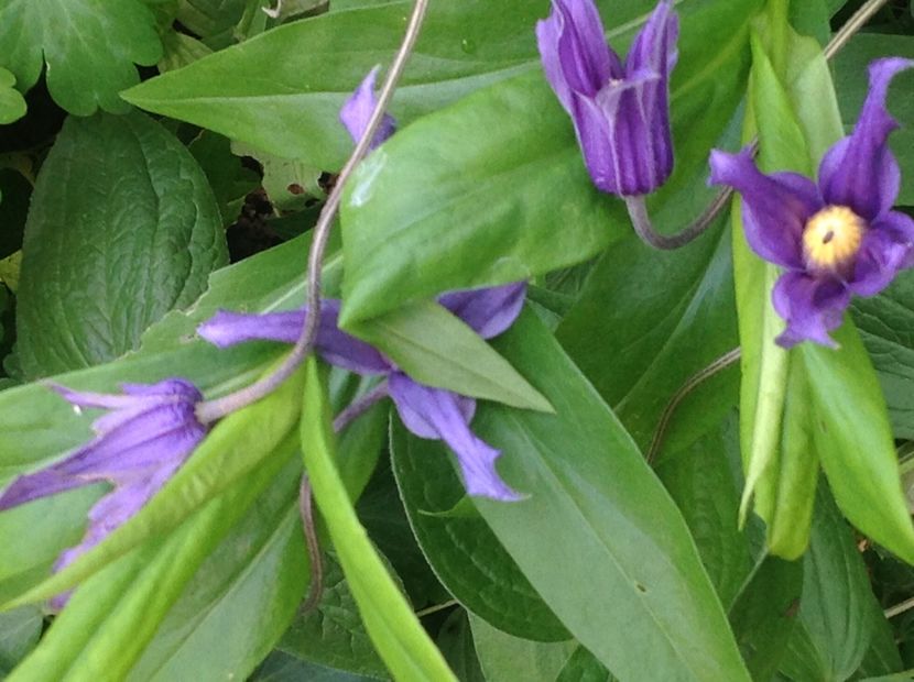  - Clematis 2017